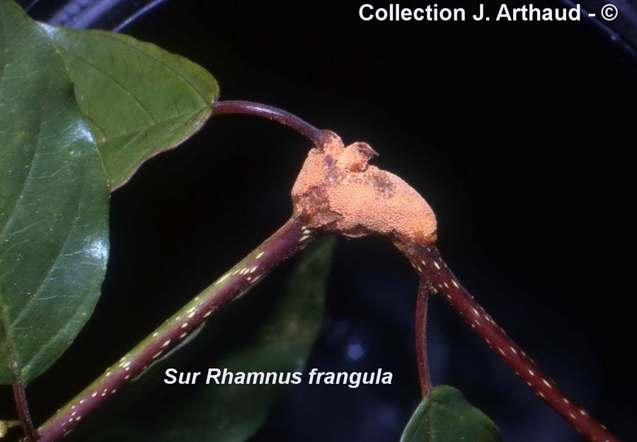 Puccinia coronata